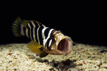 Blunt headed rock cod or banded grouper (Epinephelus amblycephalus) breathing