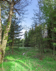 Forest with a clear blue sky above