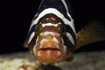 Blunt headed rock cod or banded grouper (Epinephelus amblycephalus) breathing