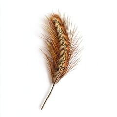 Orange feather, studio shot, white background, design element