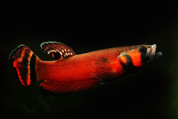 Male Spotfin betta or Brunei beauty (Betta macrostoma) 