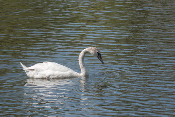 Graceful white yang Swan swimming in the lake, swans in the wild. Portrait of a white swan swimming on a lake.