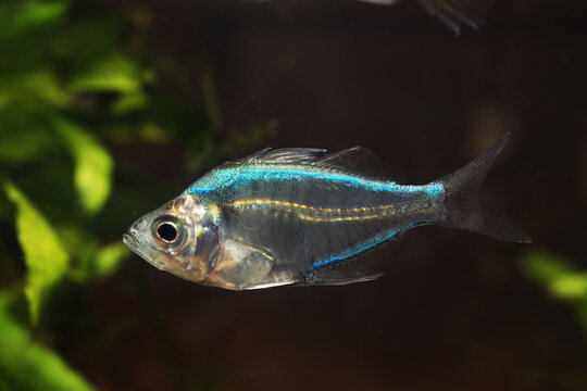 Painted, dyed or tattooed glass fish (Parambassis siamensis) in pet trade