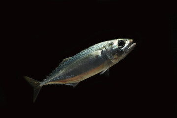 live Indian mackerel (Rastrelliger kanagurta) 