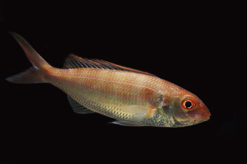 Notchedfin threadfin bream (Nemipterus peronii)