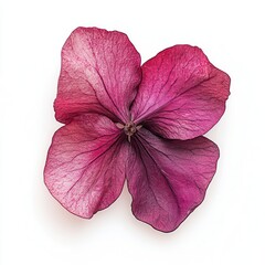 Pressed pink hydrangea, studio shot, white background, floral design