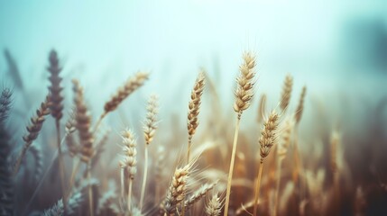 Fototapeta premium Golden wheat field in a hazy atmosphere. Perfect for nature backgrounds
