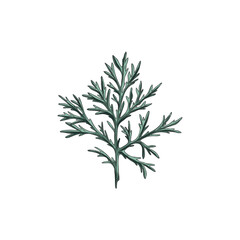 Vector illustration of wormwood leaf: herbaceous plant with green branches.