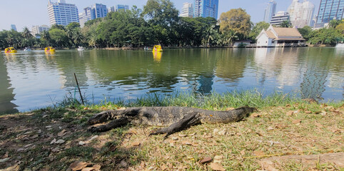 Happy monitor lizard