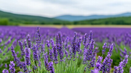 Fototapeta premium Lavender Field Blossoms Mountain Background