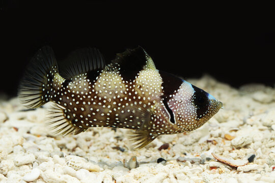 Multispotted, Snowflake, or Indian soapfish (Pogonoperca ocellata) fish face close up