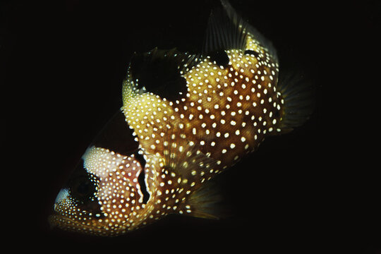 Multispotted, Snowflake, or Indian soapfish (Pogonoperca ocellata) fish face close up