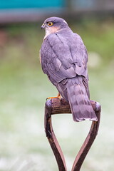 Sparrow Hawk perched on a garden spade