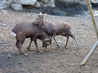 争う奈良公園の鹿