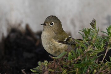 Obraz premium Ruby-crowned Kinglet