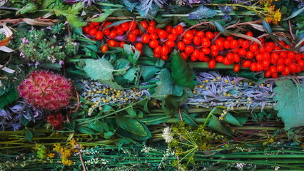 Herbs Colorful Assortment Top View Vivid Natural Fresh Greens