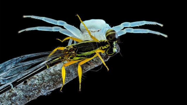 Portrait of thr crab spider with prey