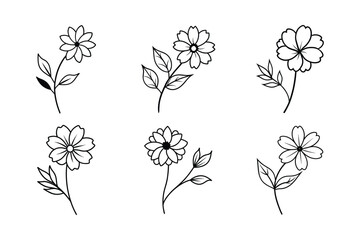 Cosmos (Cosmos spp.) line art vector illustration