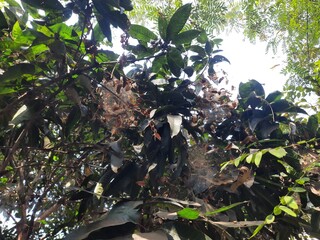 Spider web on mango tree. The spiders build large, circular webs that are used to trap prey. They are not poisonous and will not harm humans.