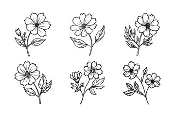 Cosmos (Cosmos spp.) line art vector illustration