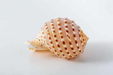 seashell on white background
