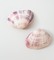 sea shell isolated on white