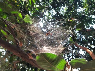 Spider web on mango tree. The spiders build large, circular webs that are used to trap prey. They...