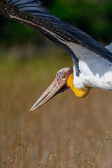 Bird fly