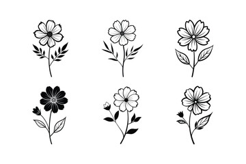 Cosmos (Cosmos spp.) silhouette vector illustration © Helal