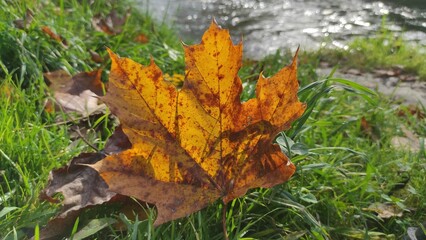 Vibrant Orange Leaf on Green Grass Near Water