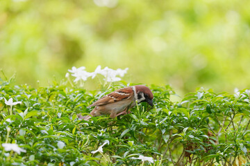 Eurasian Tree Sparrow on plant