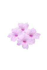 Fototapeta premium Pink Petunia flower