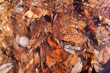  凍りついた美しい落葉