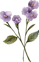 Fototapeta premium Watercolor purple flower with green leaves on stem
