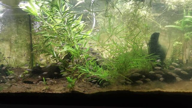 A group of small mujair fish swim among the leaves in the aquarium. Mujair fish (Oreochromis mossambicus) is a freshwater fish that is commonly consumed. Mujair fish farming.