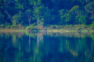reflection of trees in water