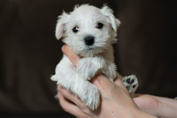 Close-up of a cute small fluffy white miniature schnauzer puppy in hand