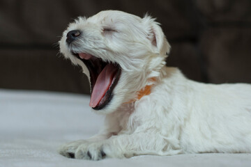 Close up of a cute toothless puppy yawning