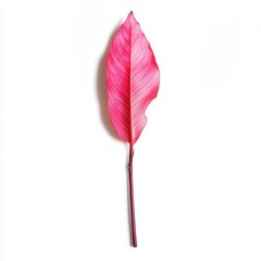 Pink leaf, studio shot, white background, botanical design