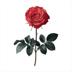 Realistic Red Rose with Green Leaves on White Background High-Quality PNG & Vector Illustration