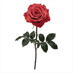 Realistic Red Rose with Green Leaves on White Background High-Quality PNG & Vector Illustration