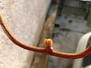 old rusty chain