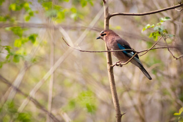 Sójka na gałęzi wśród wiosennej zieleni © Wojciech