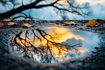 A puddle reflecting a vibrant sunset sky with bare tree branches, surrounded by scattered autumn leaves on wet asphalt