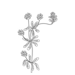 Botanical Line art wildflower isolated on white background. Hand drawn black and white outline plant Clover with stem, leaves and flowers vector illustration. Graphic design for Birthday Wedding Card