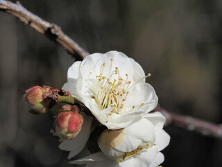 梅の花