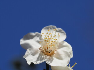青空と梅