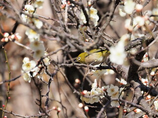 梅の花とメジロ
