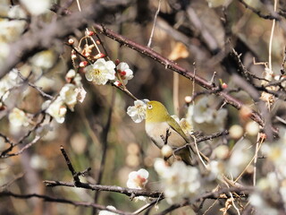 梅の花とメジロ