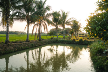 Obraz premium Fish pond and coconut trees in a farm in rural Asia, Thailand.